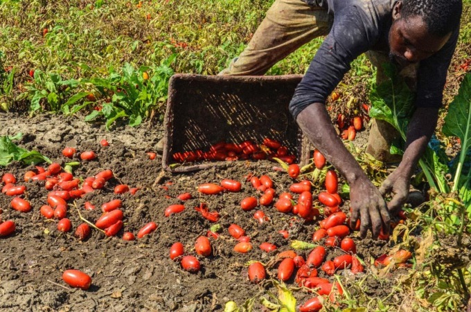 Lotta al caporalato, controlli nelle aziende agricole