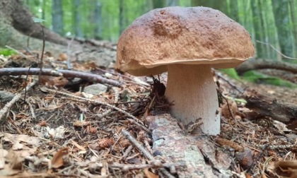 FROSINONE: FAMIGLIA INTOSSICATA DA FUNGHI