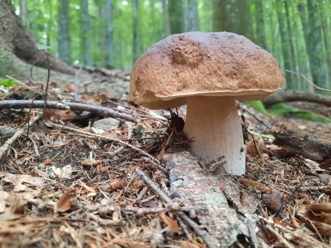 FROSINONE: FAMIGLIA INTOSSICATA DA FUNGHI