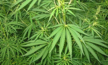 SACROFANO: SCOPERTO LABORATORIO DI MARIJUANA IN VILLA