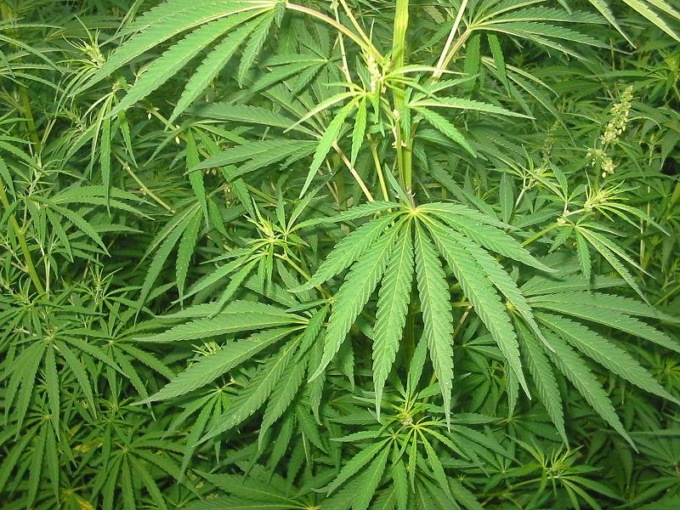 SACROFANO: SCOPERTO LABORATORIO DI MARIJUANA IN VILLA
