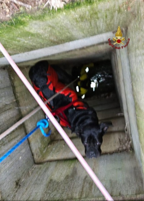 ROMA: CANE PRECIPITA IN UN POZZO, SALVATO