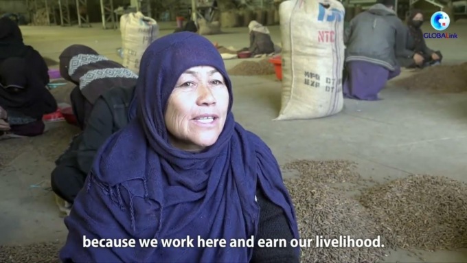 Afghanistan: esportazione pinoli in Cina offre lavoro a gente locale