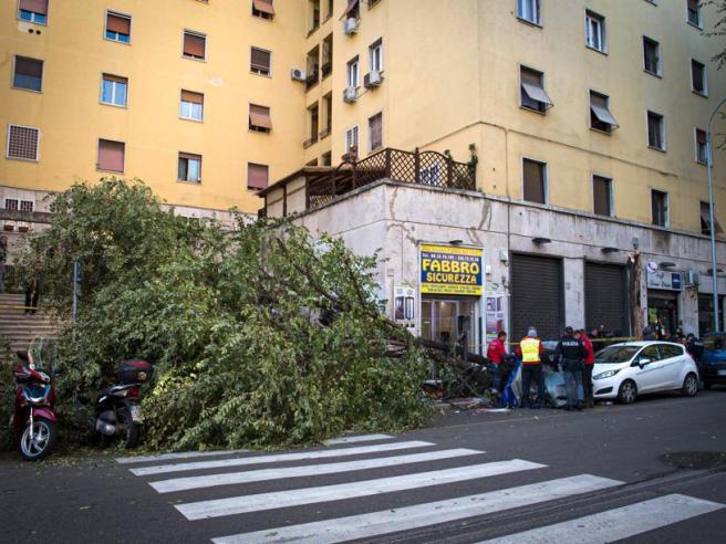 ROMA: MUORE SCHIACCIATA DALL’ALBERO, L’INCHIESTA