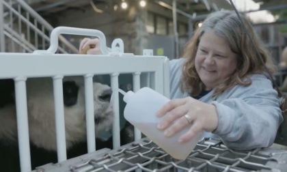 Cina: tre panda giganti tornano a casa da Zoo nazionale negli USA