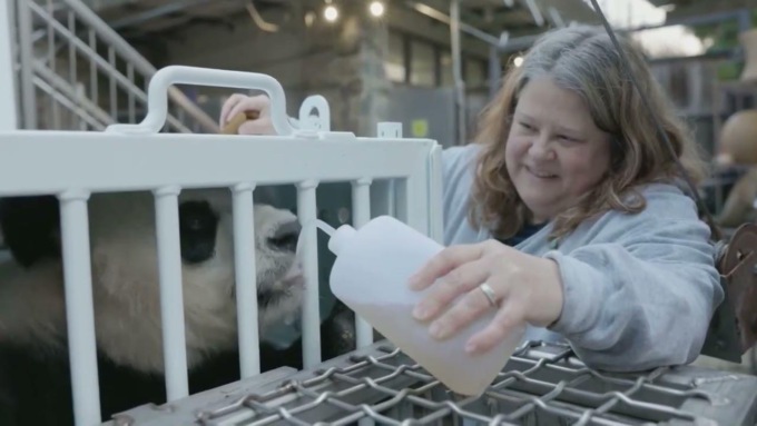 Cina: tre panda giganti tornano a casa da Zoo nazionale negli USA