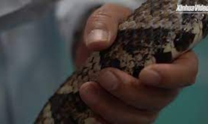 Cina: istituto per i morsi di serpente di Qimen