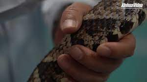 Cina: istituto per i morsi di serpente di Qimen