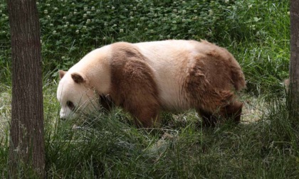 Cina: unico panda marrone in cattività al mondo si gode giornata invernale