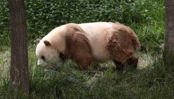 Cina: unico panda marrone in cattività al mondo si gode giornata invernale