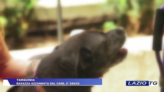 TARQUINIA: RAGAZZINA AZZANNATA DAL CANE, E’ GRAVE