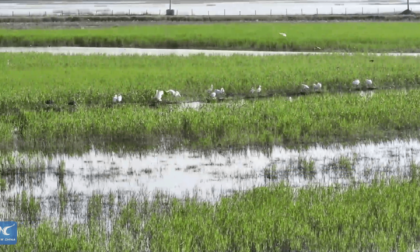Cina: sosta perfetta per gli uccelli migratori in Cina nord-orientale
