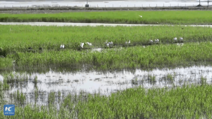 Cina: sosta perfetta per gli uccelli migratori in Cina nord-orientale