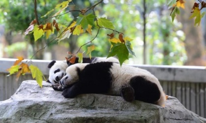 Cina: cucciolo di panda nato in USA torna nel Paese e incontra pubblico