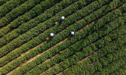 Cina: presenta prima mappa pan-genomica di pianta del tè