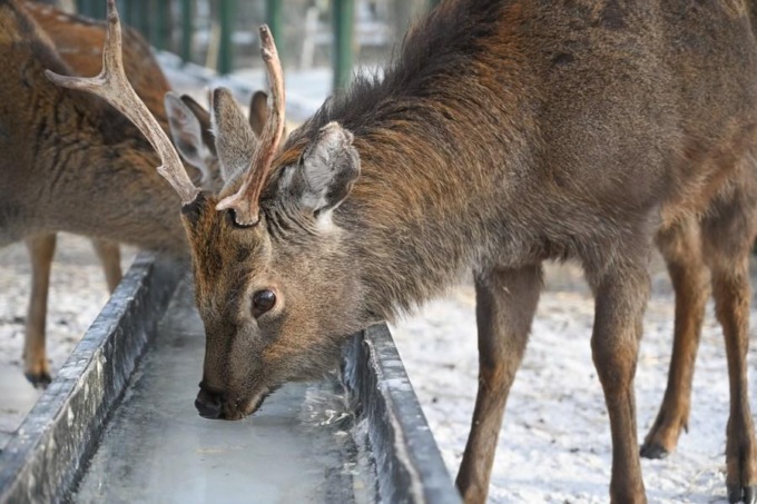 Cina: Mongolia Interna, Arxan promuove turismo legato a ghiaccio, neve (3)