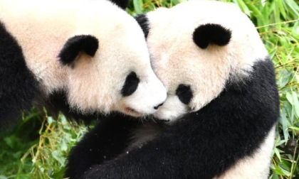 Primi panda gemelli nati in Germania diretti in Cina