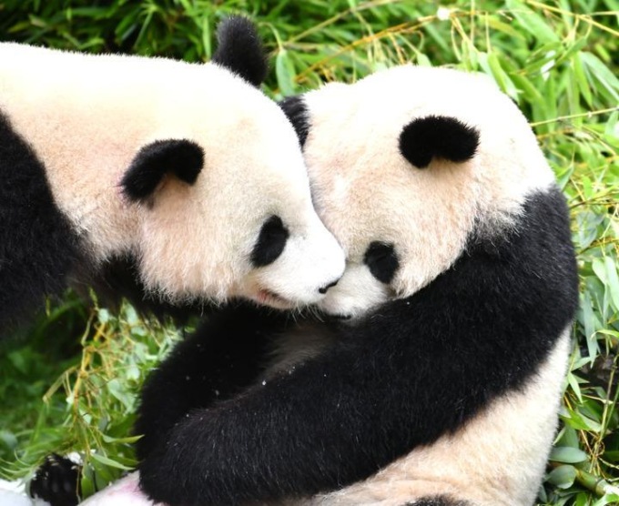 Primi panda gemelli nati in Germania diretti in Cina