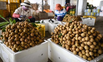 Cina: Hainan esporta frutta tropicale per oltre 36 mln yuan