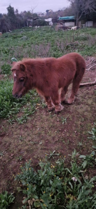 ALBANO LAZIALE: SALVATO PONY MALTRATTATO E ABBANDONATO