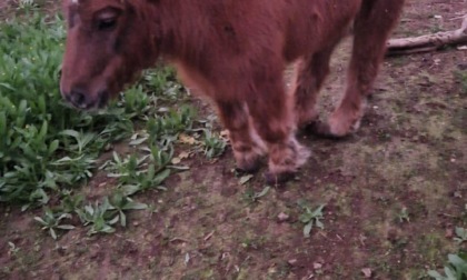 ALBANO LAZIALE: SALVATO PONY MALTRATTATO E ABBANDONATO
