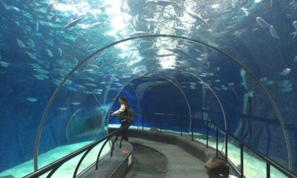Cina: Shanghai, 7 piccoli di pinguino nascono in parco oceanico