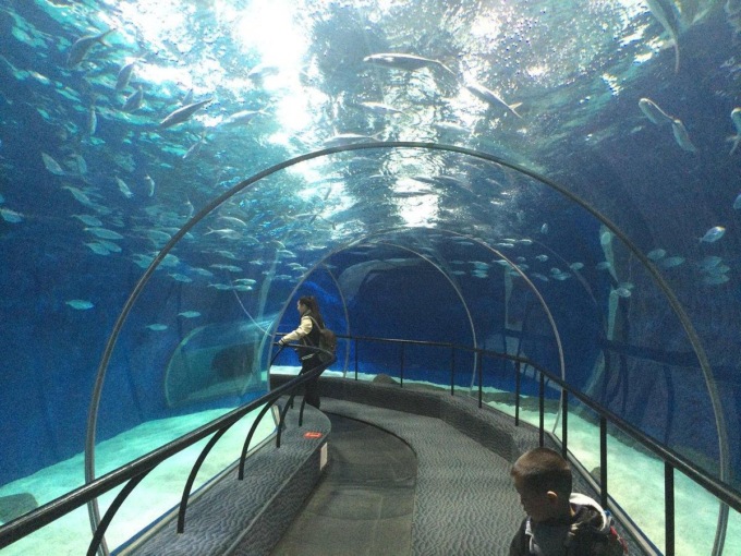 Cina: Shanghai, 7 piccoli di pinguino nascono in parco oceanico