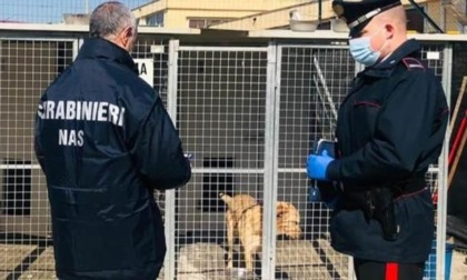 FROSINONE: CANI DENUTRITI E MALATI, ISPEZIONE IN UN CANILE