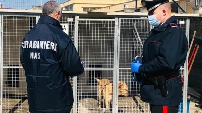 FROSINONE: CANI DENUTRITI E MALATI, ISPEZIONE IN UN CANILE