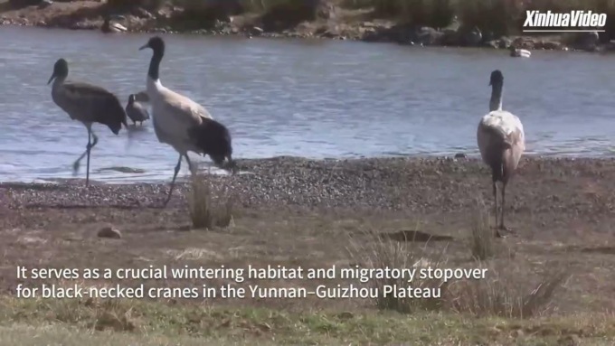 Cina: cigni “pattinano sul ghiaccio” nello Xinjiang