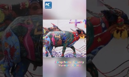 Cina: Yunnan ospita gara di body-painting sui bufali