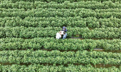 Cina: base nazionale di selezione delle sementi di Hainan a Sanya (2)