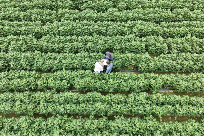 Cina: base nazionale di selezione delle sementi di Hainan a Sanya (2)