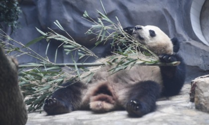 Cina: 4 panda giganti si stabiliscono in un parco a tema a Chongqing