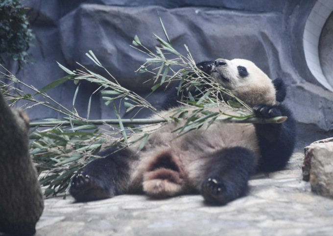 Cina: panda giganti a Chongqing (1)