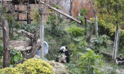 Cina: panda giganti a Chongqing (2)
