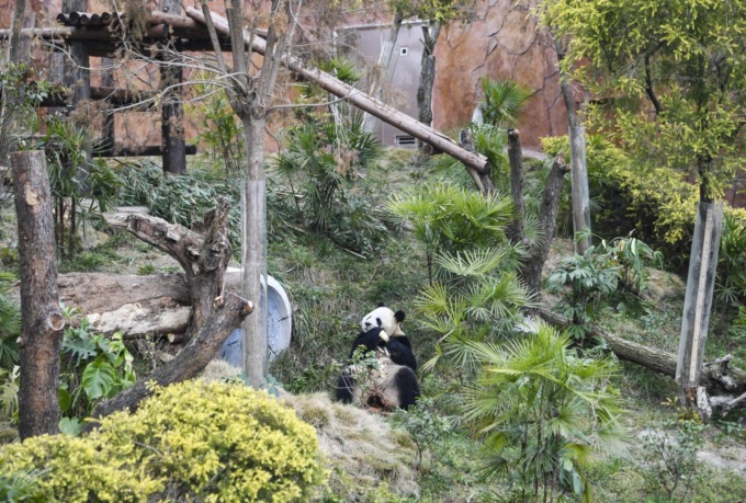 Cina: panda giganti a Chongqing (2)