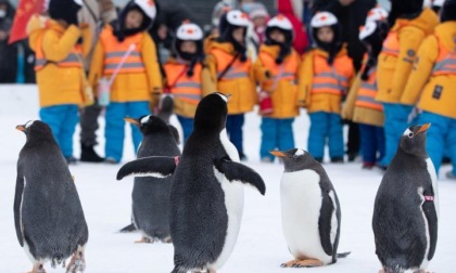 Cina: turisti incontrano i pinguini ad Harbin 