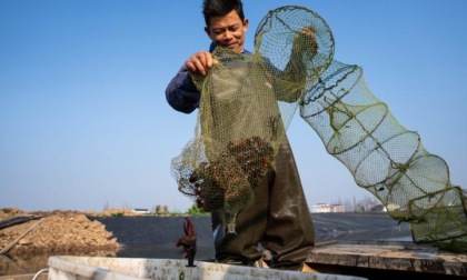 Cina: raccolta dei gamberi d'acqua dolce nello Hunan (1)