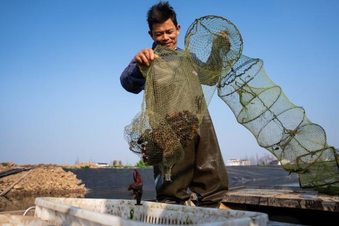 Cina: raccolta dei gamberi d’acqua dolce nello Hunan (1)