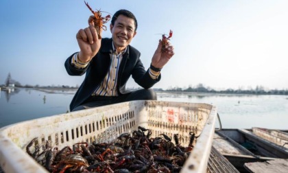 Cina: raccolta dei gamberi d'acqua dolce nello Hunan (2)
