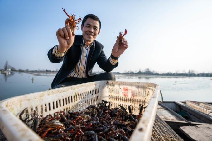 Cina: raccolta dei gamberi d’acqua dolce nello Hunan (2)