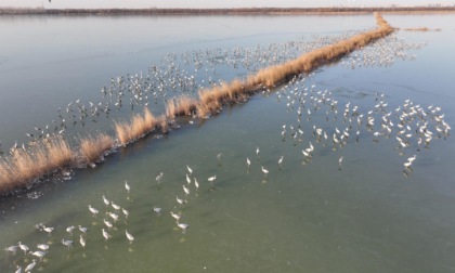 Cina: oltre 60.000 uccelli svernano in riserva naturale dello Hebei