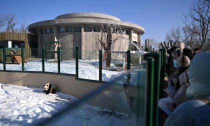 Cina: ristrutturazione della casa dei panda giganti a Tianjin