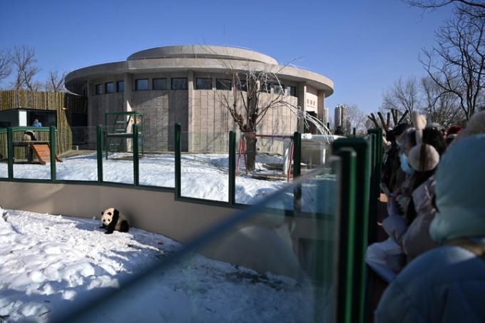 Cina: ristrutturazione della casa dei panda giganti a Tianjin