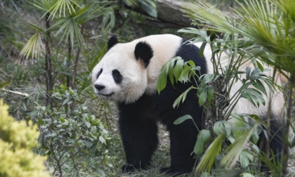 Cina: popolazione di panda selvatici conta quasi 1.900 esemplari