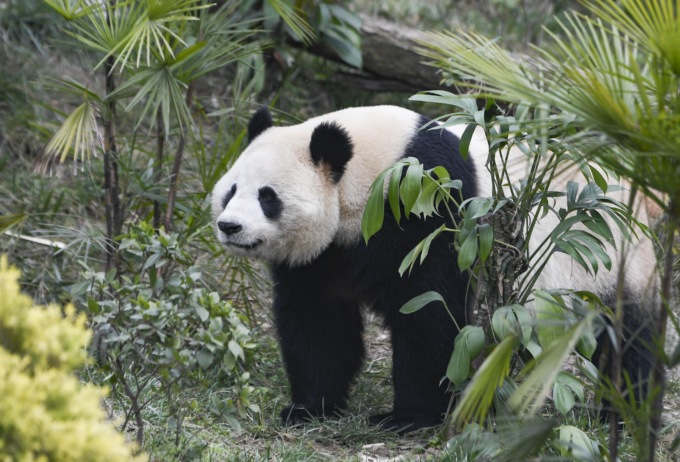Cina: popolazione di panda selvatici conta quasi 1.900 esemplari