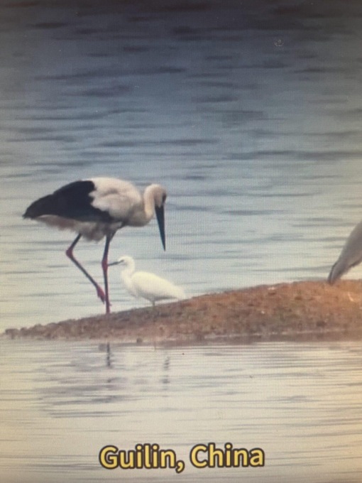 Cina: cicogne bianche orientali avvistate a Guilin