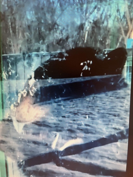 Cina: turisti ballano il “Kemusan” con un orso ad Harbin