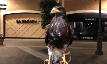 ROMA: FALCO SALVATO A CASTEL ROMANO